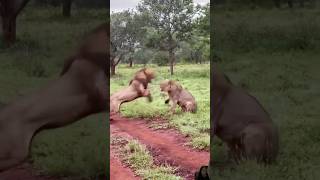 Savage lion fight #lion #kruger #animals #wildlife #safari #lioness #leopard #shorts #serengeti #fyp