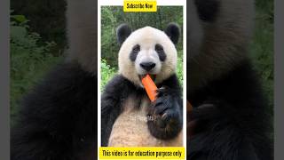 தினமும் 16 மணி நேரம் சாப்பிடும் 🐼 பாண்டா #shorts #shortsvideo #shortvideo #shortsviral #tamilfacts