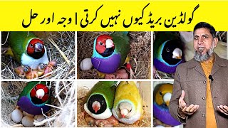 Why Gouldian Not Breed on New Place| Reason and Solution | Gouldian Breeding Tips | Finch Breeding