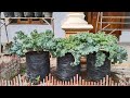 cara menanam kale dipolibag dari semai sampai panen || how to grow weak kale from semai to harvest