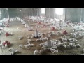 ashu poultry farm mzn