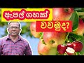 ඇපල්  බීජ පැල කරමුද? | How to Plant Apple Seeds at Home | Ceylon Agri | Episode 207