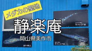 めだかの聖地に行ってみた／静楽庵／じょうらくあん／岡山県美作市