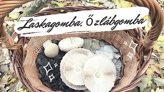 NOVEMBERI GOMBÁK - LASKAGOMBA, ŐZLÁBGOMBA, FAFÜLGOMBA