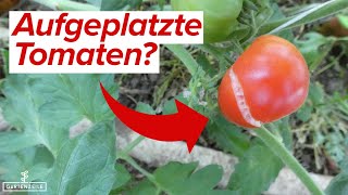 3 Ursachen für aufgeplatzte Tomaten [und wie ihr es verhindern könnt]