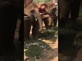 elephant attack a girl