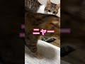 天才猫ミミちゃんにしかできない検証をしてみた shorts