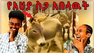 የአህያ ስጋ በላን ; ብዙዎችን ያስደነገጠዉ የአህያ ተራ ገበያ / libas tube ሊባስ ቲዩብ /