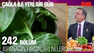 Ispanağın faydaları nelerdir? Çağla ile Yeni Bir Gün 242. Bölüm