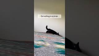 Spicy black cat zoomies part 2