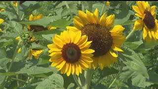 Sunflower Festival brings remembrance of loved ones