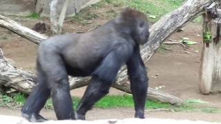 ゴリラ　フランクくん　育ち盛りなのでいっぱい食べますｗ　Gorilla Frank  keeps eating! SD Safaripark