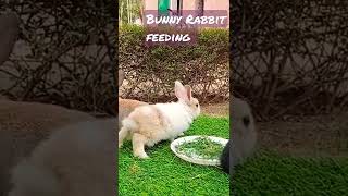 #dance Bunny Rabbit Feeding #best #business #reels #legal