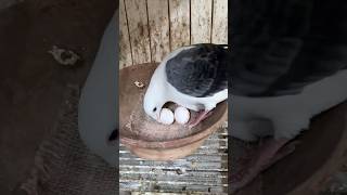 How to prepare a pigeon nest #kalapati #pigeonrace #pigeonnest #pigeonbowl #pigeonpot #pigeonrace