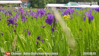 2014 カキツバタ祭り 北広島町八幡高原 カキツバタの里(Iris laevigata Fesival Yawata-Highland,KitaHiroshima town)