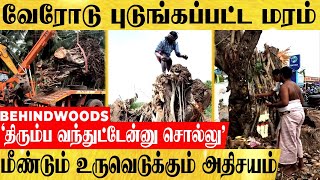 அன்று ஊரே சேர்ந்து கண்ணீர்..அழிக்கப்பட்ட 150 வருட மரம்...! இன்று திரும்ப வளரும் அதிசய பின்னணி