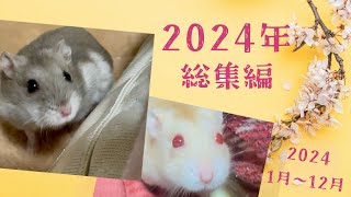 2024年の総集編！【ハムスター】