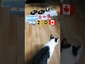 🇦🇷 阿根廷 vs 加拿大 🇨🇦 猫咪神谕预测比赛结果。2024年美洲杯