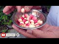 घर में करोंदा क्यों और कैसे उगाए how to grow cranberry karonda at home carissa carandas