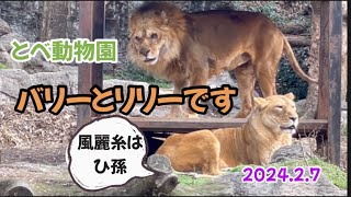 2024.2.7【とべ動物園】兄妹バリー\u0026リリー‼️リリーは風麗糸の曾祖母