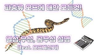 파충류 모프에 대한 모든것! 열성, 우성, 공우성에 대해 쉽게 알려드립니다~ (feat. 모프계산기, 대립유전자)