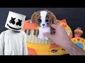 Marshmello & AnneMarie - Friends (Cat Piano, Dog, Chicken, Drum Calculator Cover)