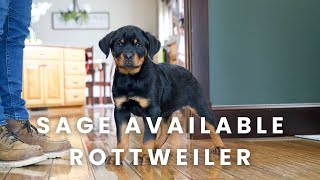 Sage Our Available German Rottweiler Puppy!