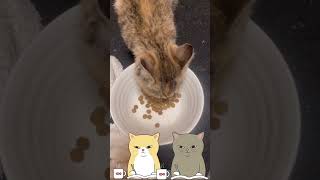 食事中にしゃべる猫 #cat #short #cute