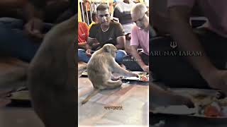 Sanatana teaches us to love all beings 🕉️😌.....#monkey #animals #animallovers #hanuman #hindu #viral