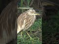 Pond Heron #herons #heronbird #birds #birdlovers #nature #beauty #birding #shorts #love #watch #look