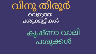 പശുക്കുട്ടികൾ| കൃഷ്ണ വാലി പശുക്കൾ | വിനു തിരൂർ | വൃന്ദാവൻ ഗോശാല