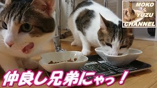 兄弟猫のお食事とおやつ待ちのうさぎ(ゆず\u0026マロン\u0026モコ）Good friends brothers cat meal