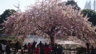 新宿御苑に春が来た　満開の修善寺寒桜　２０１６．３．１５　Sakura Shinjuku Gyoen