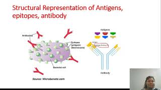 Antibodies: Structure, classes and functions of antibody