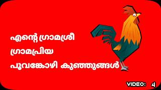 എന്റെ ഗ്രാമശ്രീ ഗ്രാമപ്രിയ പൂവങ്കോഴി കുഞ്ഞുങ്ങൾ