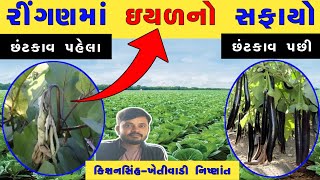 રીંગણ,રવૈયાના પાકમાં ડોકા મરડી ઇયળનું નુકસાન અને નિયંત્રણ | ringan ma iyal