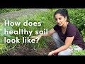 Conversation on a local food forest #2 – How does healthy soil look like in a food forest?