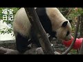 福宝一边吃笋，一边和游客捉迷藏。 大熊猫福宝 大熊猫 panda pandafushun fubao animals