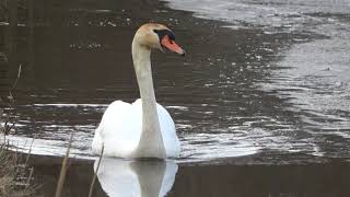 Swan couple after winter