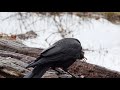 crow with prey