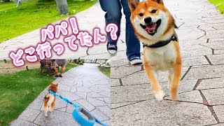 出張中のパパがお散歩先の公園に座っていたら柴犬てぃーだは気づくのか？　#柴犬 #柴犬てぃーだ #かわいい