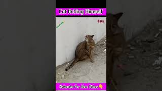 Cat itching himself