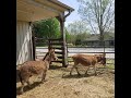 annie the mini donkey mule kicking eager jack to back off animals pet fun