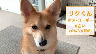 【ミックス犬】リクくん、Youtube日記スタート【コーギー】【ポメラニアン】