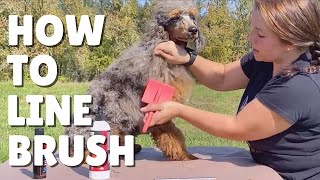 Line brushing dogs is SUPER EASY