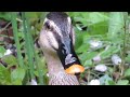 カルガモ spot billed duck and cherry blossom petals ducks