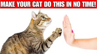 How to TRAIN your CAT 😺💡🎁 | 5 TRICKS your cat can EASILY learn