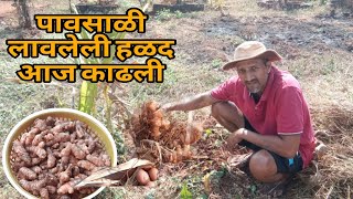 पावसाळी लावलेली हळद‌ काढली #konkan #village life #pradnya _ suyog vlog #devle - ratnagiri