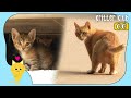 Three-Legged Mom Cat's Way Of Protecting Her Kittens | Kritter Klub