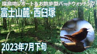 西臼塚(静岡県)の探鳥地レポートです　ミソサザイの歌声がNo.1だと私は思います　2023年7月下旬